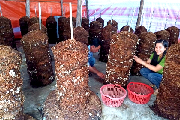 Triển vọng từ nghề trồng nấm rơm trong nhà kín ở xã Sa Nhơn